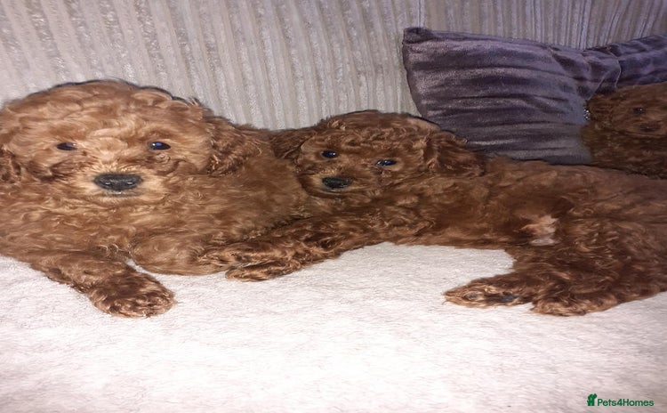 Toy Poodle dogs - Advert 2