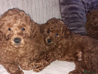 Toy Poodle dogs - Advert 15