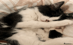 Mixed Breed cats for sale: Adorable Boy Looking for a Forever Home! - Image 1