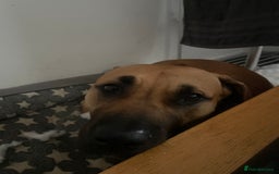 Mixed Breed dogs for sale: Mastiff  - Image 2