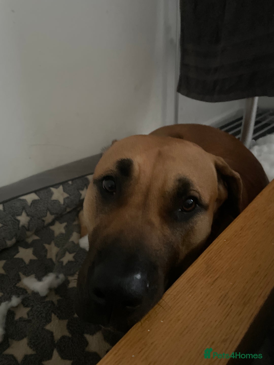 Mixed Breed dogs for sale: Mastiff  - Image 2