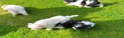 Shihpoo dogs for sale: Small Shih-poo Puppies - Advert 8