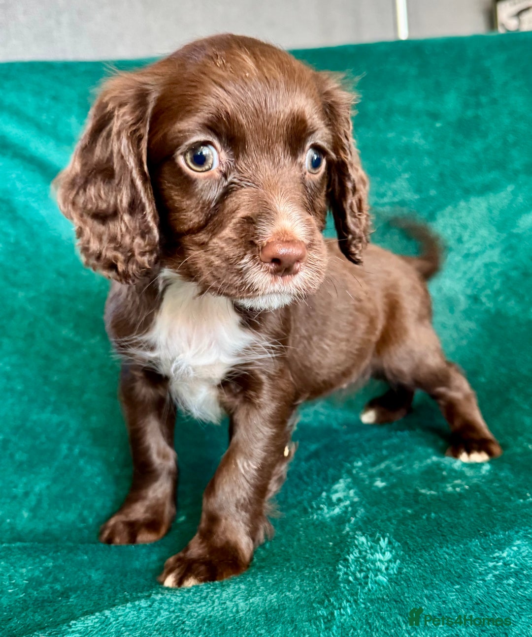Sprocker dogs for sale: Chocolate spaniel girls - Advert 1