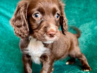 Sprocker dogs Chocolate spaniel girls - Advert 5