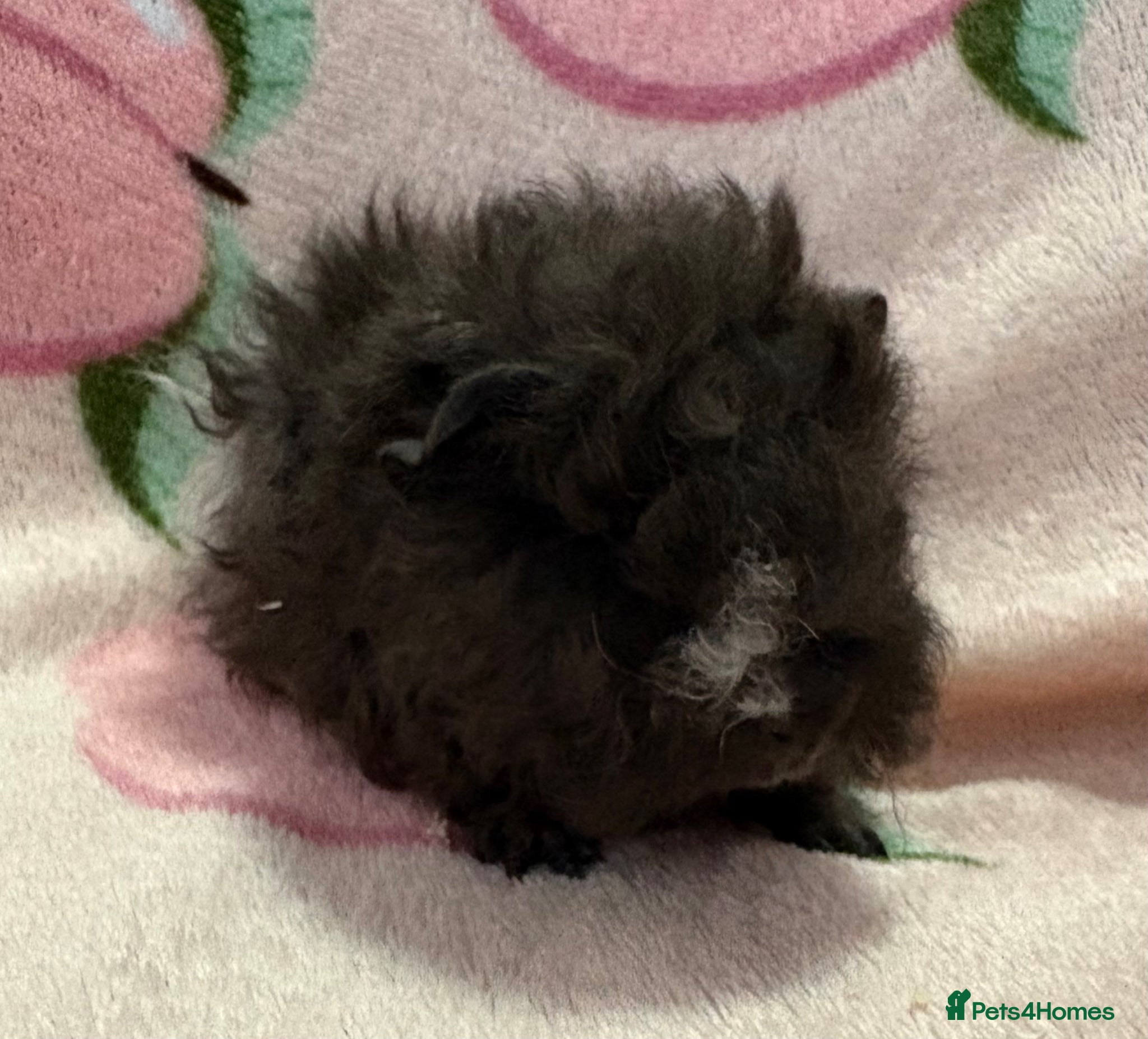 Guinea Pig rodents Lunkarya - Advert 1
