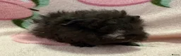 Guinea Pig rodents for sale: Lunkarya - Advert 2