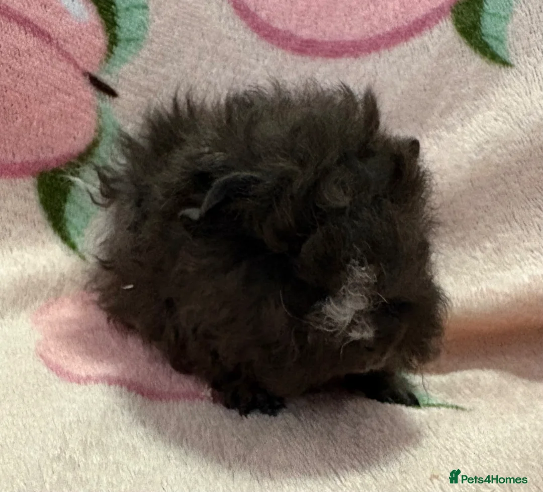 Guinea Pig rodents for sale: Lunkarya - Advert 2