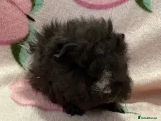 Guinea Pig rodents Lunkarya - Advert 2