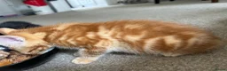 Domestic Shorthair cats for sale: Two stunning ginger kittens for sale.  in Basingstoke - Advert 3