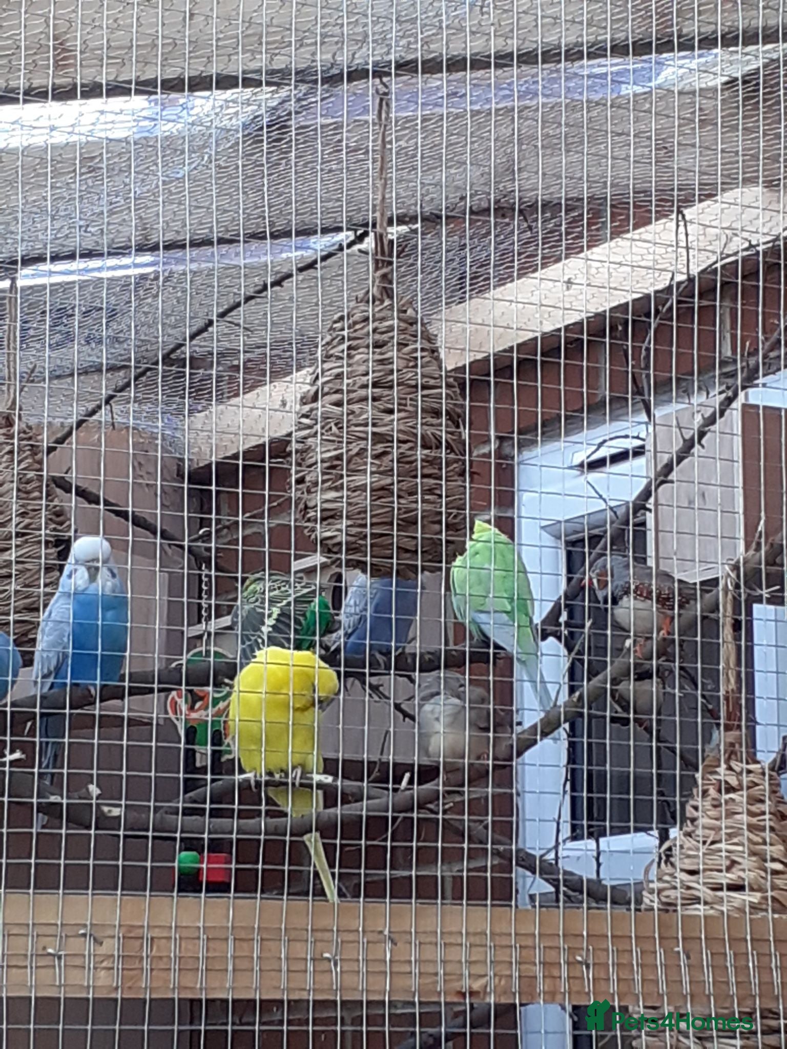 Budgerigars birds Budgies for sale - Advert 2