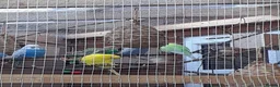 Budgerigars birds for sale: Budgies for sale - Advert 2