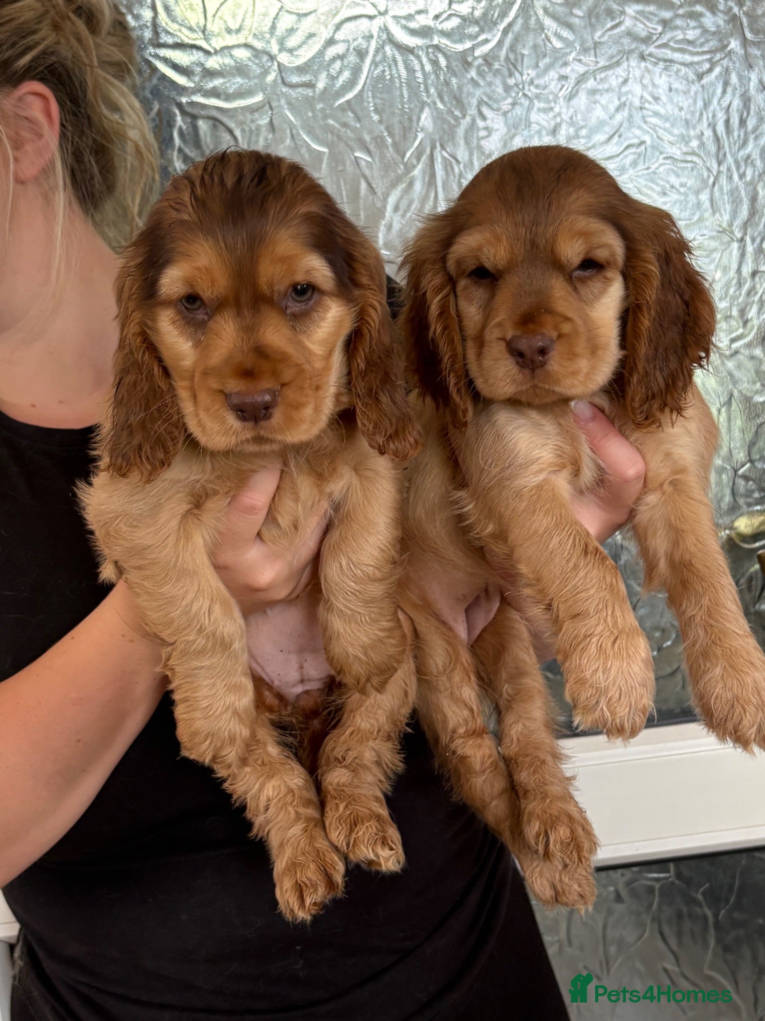 Cocker Spaniel dogs Sable cocker spaniel puppies ready to leave - Advert 8