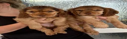Cocker Spaniel dogs for sale: Sable cocker spaniel puppies ready to leave - Advert 5