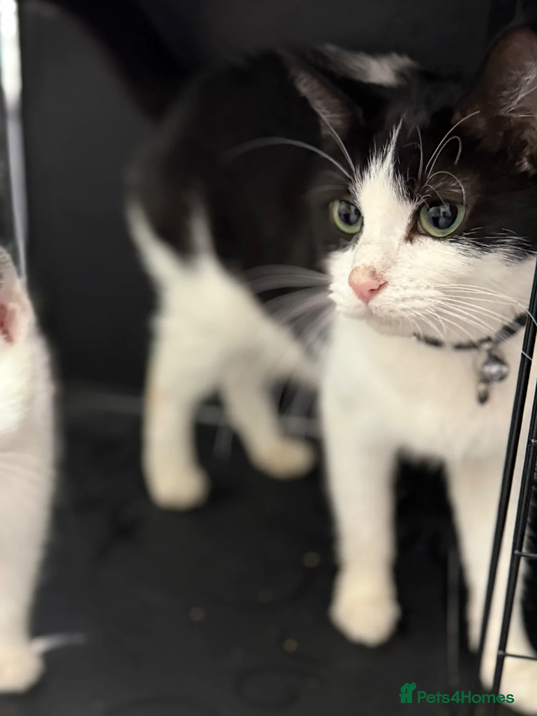 British Shorthair cats for sale: Kittens and cat for sale  - Advert 2