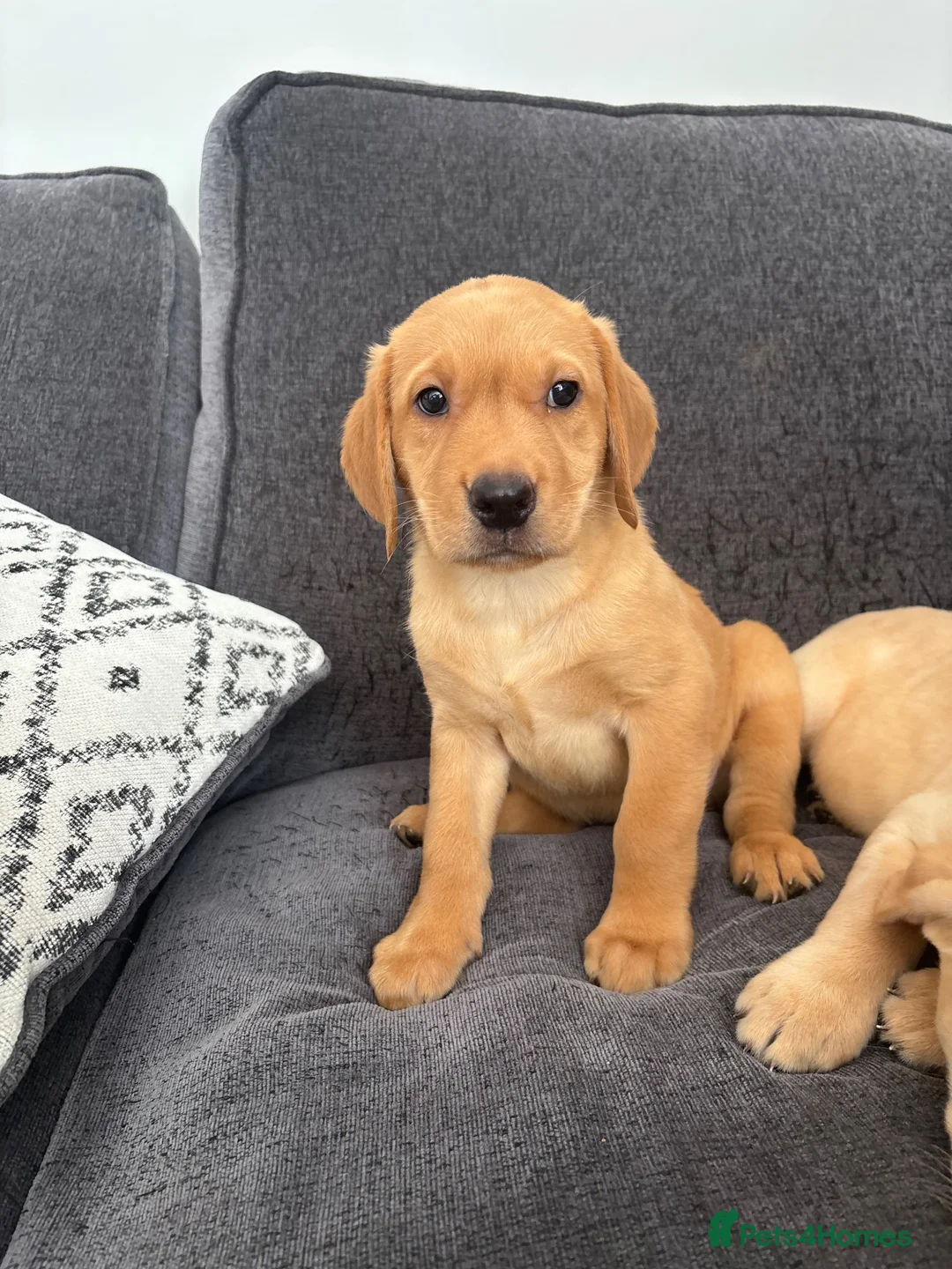 Labrador Retriever dogs for sale: Beautiful KC registered Labrador retriever puppies in Swansea - Advert 40