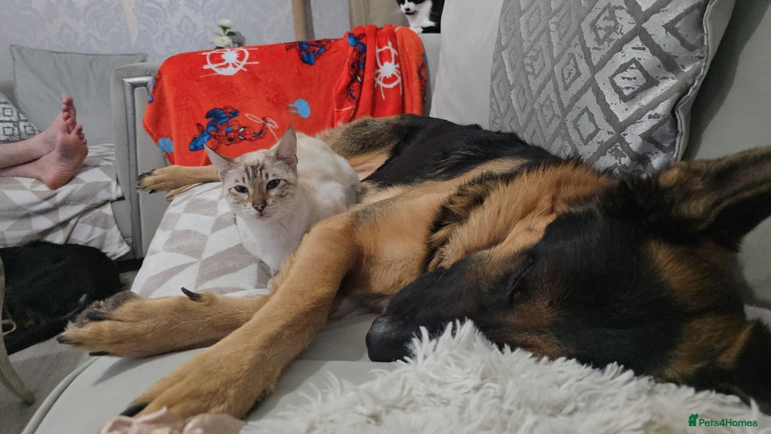 German Shepherd dogs for stud: 📣 PROVEN STUD AVAILABLE – GERMAN SHEPHERD  - Advert 11