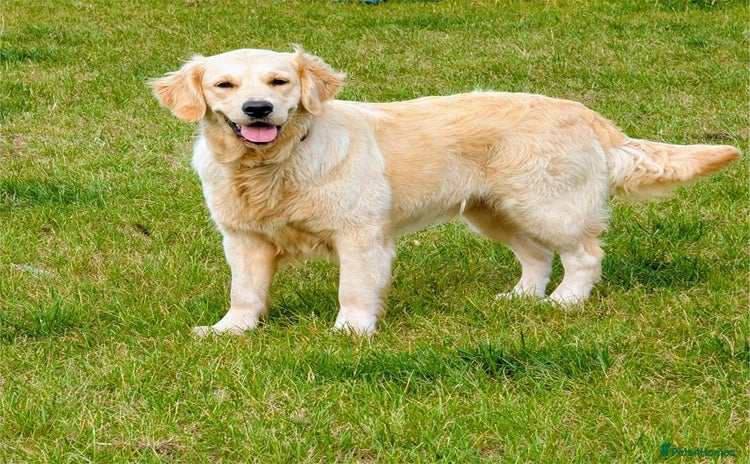 Golden Retriever dogs - Advert 1