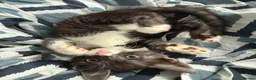 Bengal cats for sale: 🐾 Beautiful Bengal x Maine Coon Kittens 🐾 - Advert 30