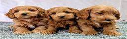 Cockapoo dogs for sale: Licensed breeder, health tested F1 cockapoo pups - Advert 12