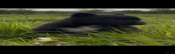 Belgian Shepherd Dog dogs for sale: Mother Dutch herder father Belgian shepherd  - Advert 8