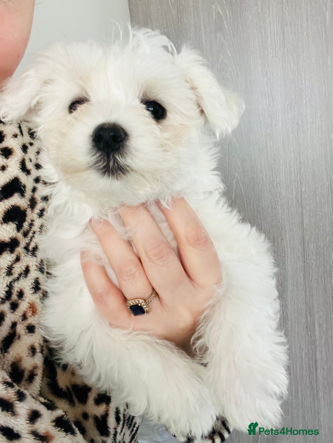 Bichon Maltese Puppies for sale Pets4Homes