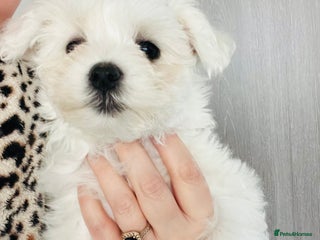 Mixed Breed dogs - Advert 1