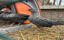 Chickens poultry for sale: Young cockerels for new home - Image 5