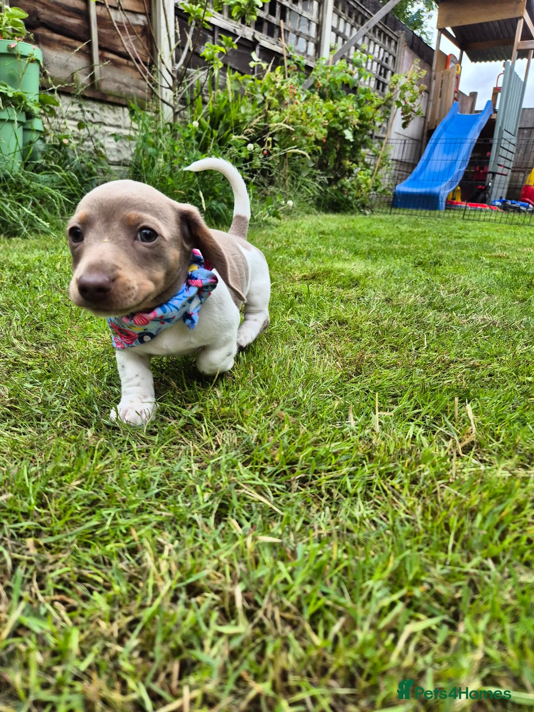 Miniature Dachshund dogs for sale: Miniature sausages Kc reg  in Wigan - Image 15