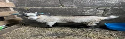 Goats livestock for sale: Pygmy goats  - Advert 1