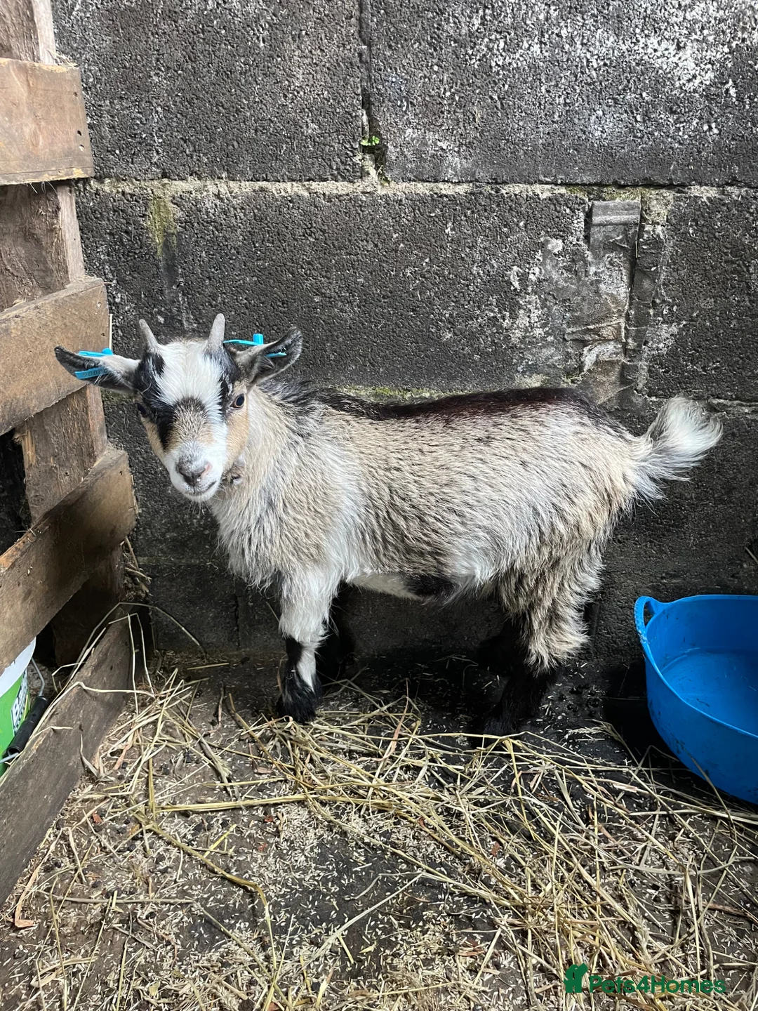 Goats livestock for sale: Pygmy goats  - Advert 1