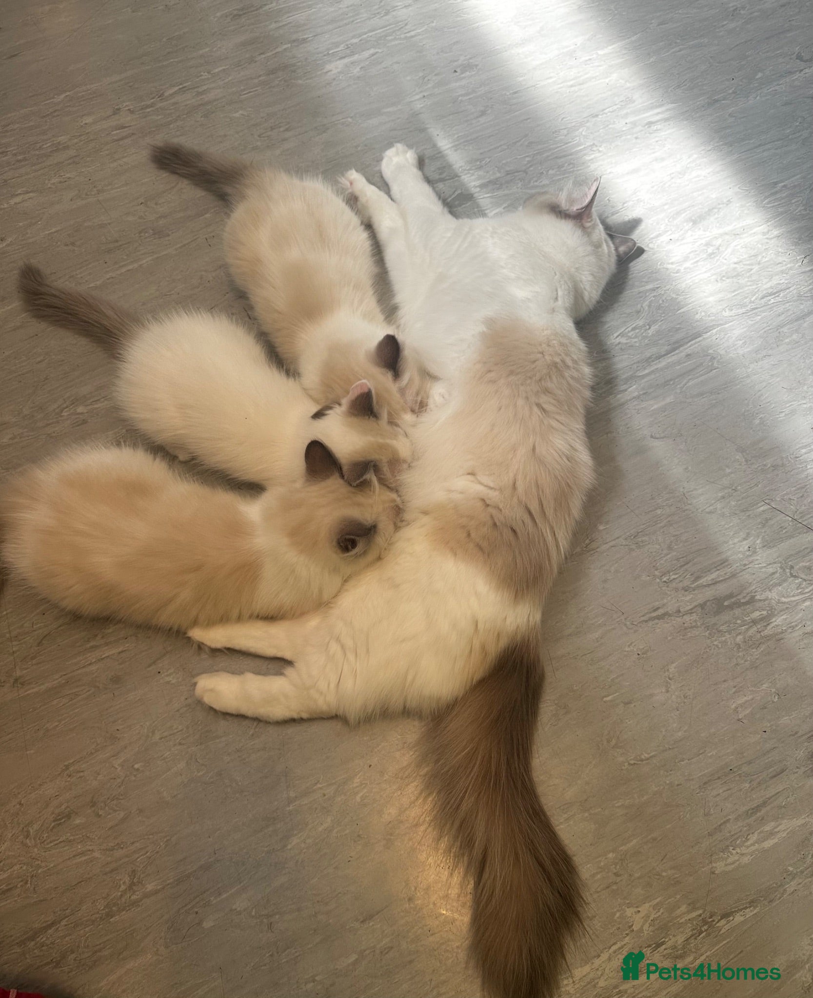 Ragdoll cats Ready for new home sweets kittens  - Advert 18