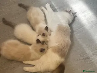 Ragdoll cats Ready for new home sweets kittens - Advert 18