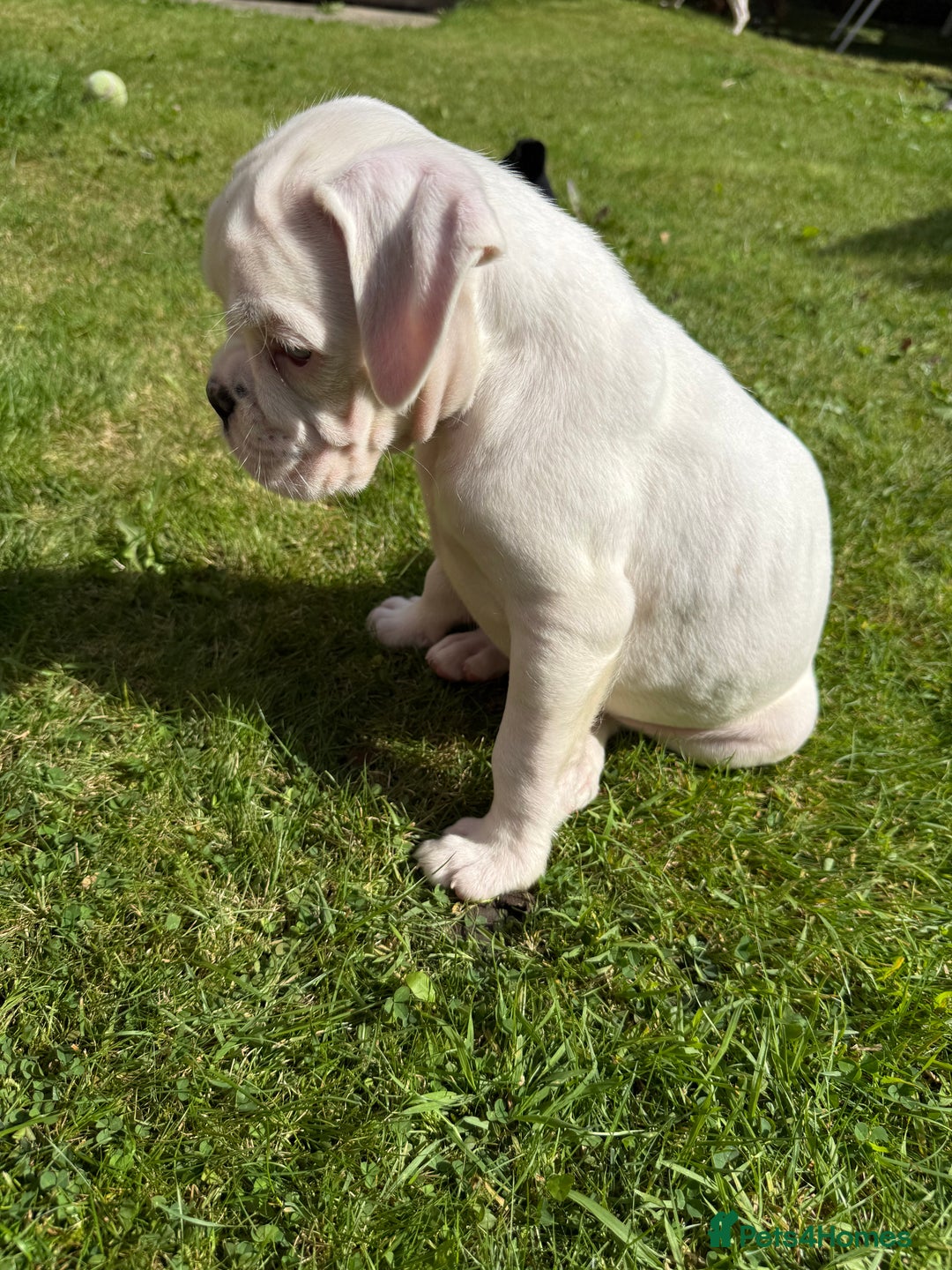 Boxer dogs for sale: Quality Boxer Puppies - Image 23