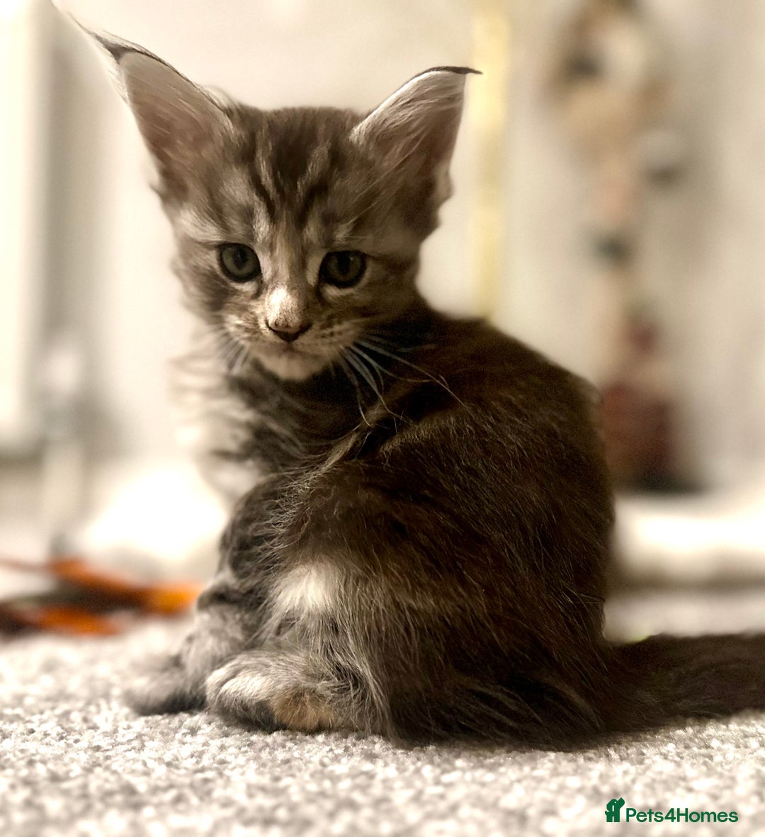 Maine Coon cats for sale: A litter of 7 Beautiful Maine coon kittens - Advert 21