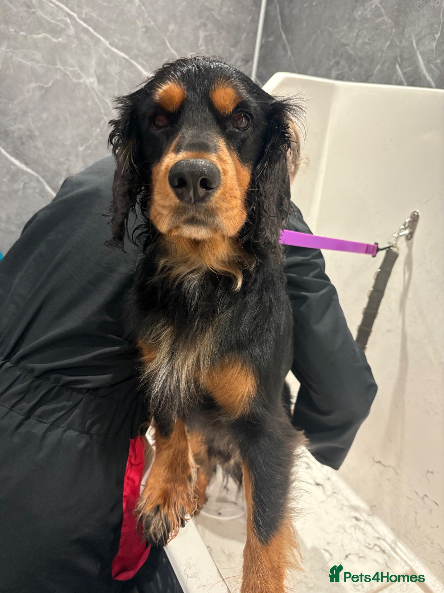 Cocker Spaniel dogs 2 year old archie - Advert 4