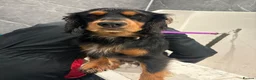 Cocker Spaniel dogs for sale: 2 year old archie in Dundee - Advert 1