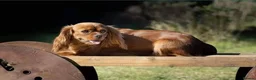Cavalier King Charles Spaniel dogs for sale: Rkc reg Cavalier Puppies 2 x girls AVAILABLE  - Advert 16