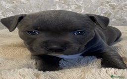 Staffordshire Bull Terrier dogs for sale: Blue Eyes Staffordshire Bull Terriers. - Image 1