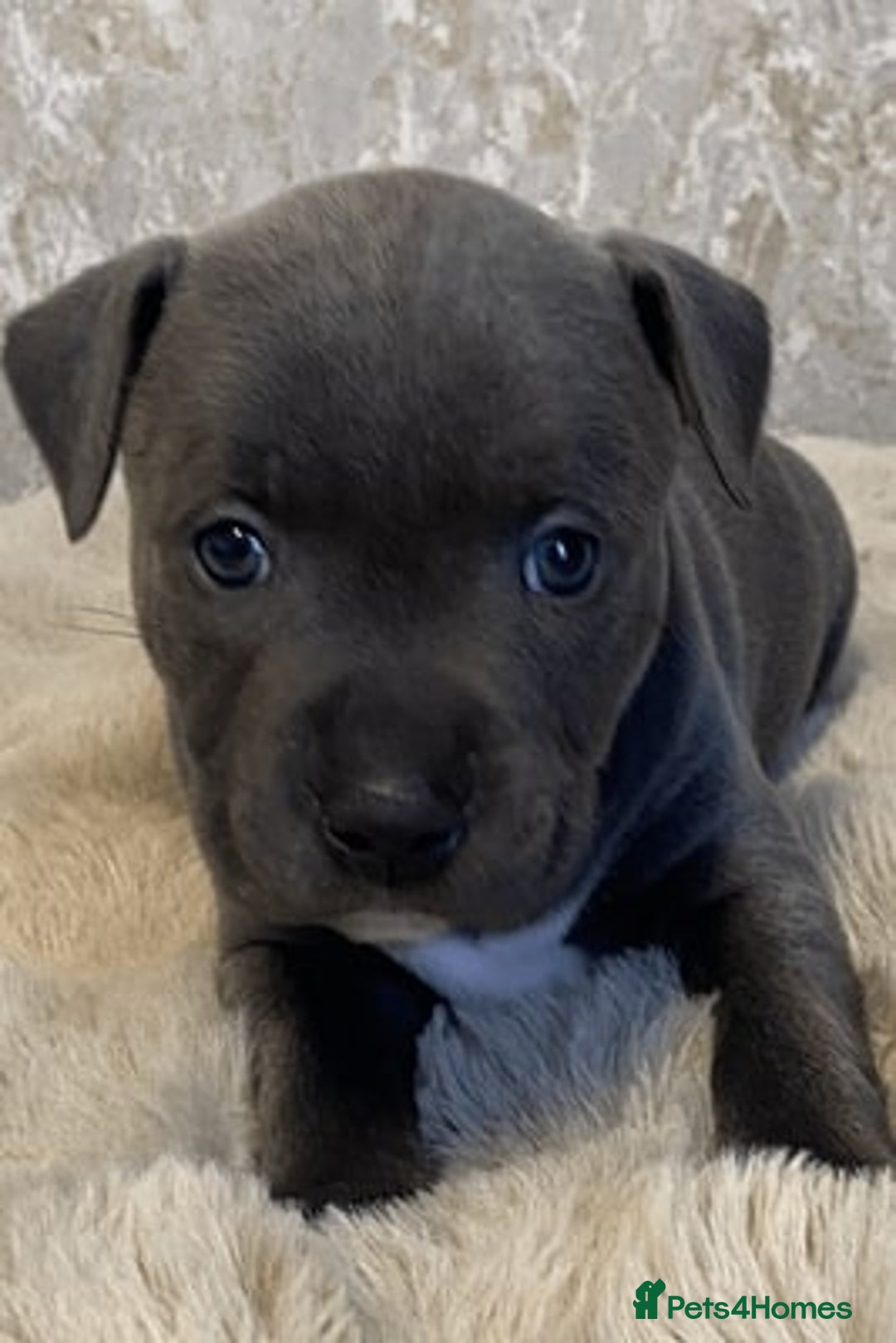 Staffordshire Bull Terrier dogs for sale: Blue Eyes Staffordshire Bull Terriers. - Image 1