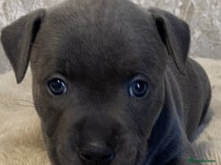 Staffordshire Bull Terrier dogs for sale - Advert 1