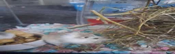Hamster rodents for sale: Male Robo Hamster 4 months - Advert 4