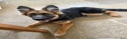 German Shepherd dogs for sale: German Shepard Puppy - Advert 6