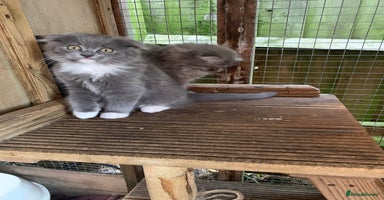 Scottish Fold cats - Advert 7