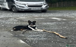 Mixed Breed dogs for sale: Collie mixed malinois  - Advert 16