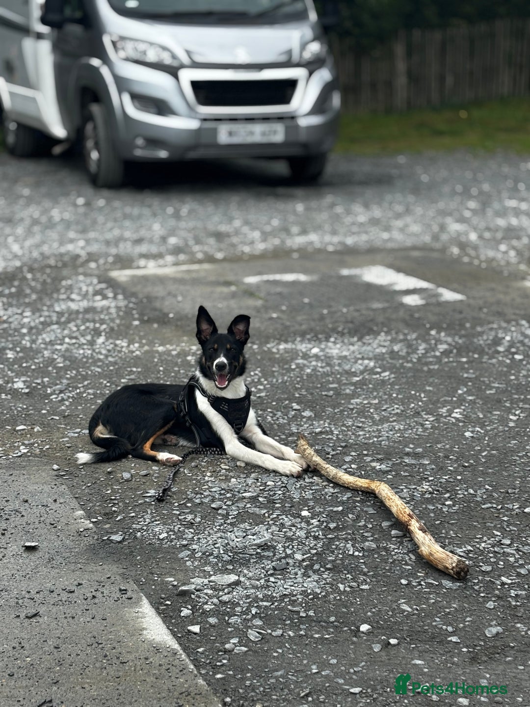 Mixed Breed dogs for sale: Collie mixed malinois  - Advert 16