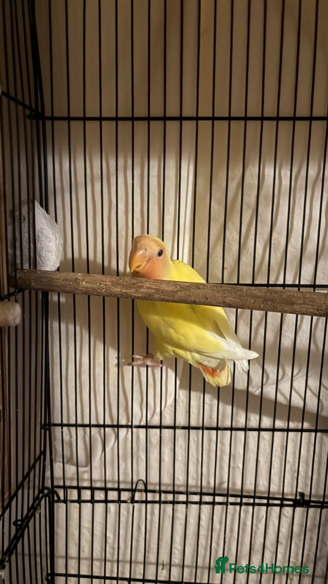 Lovebirds birds for sale: Baby love birds for sale  - Advert 2