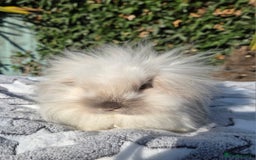 Mini Lion Lop rabbits for sale: Mini lop lops - Image 8