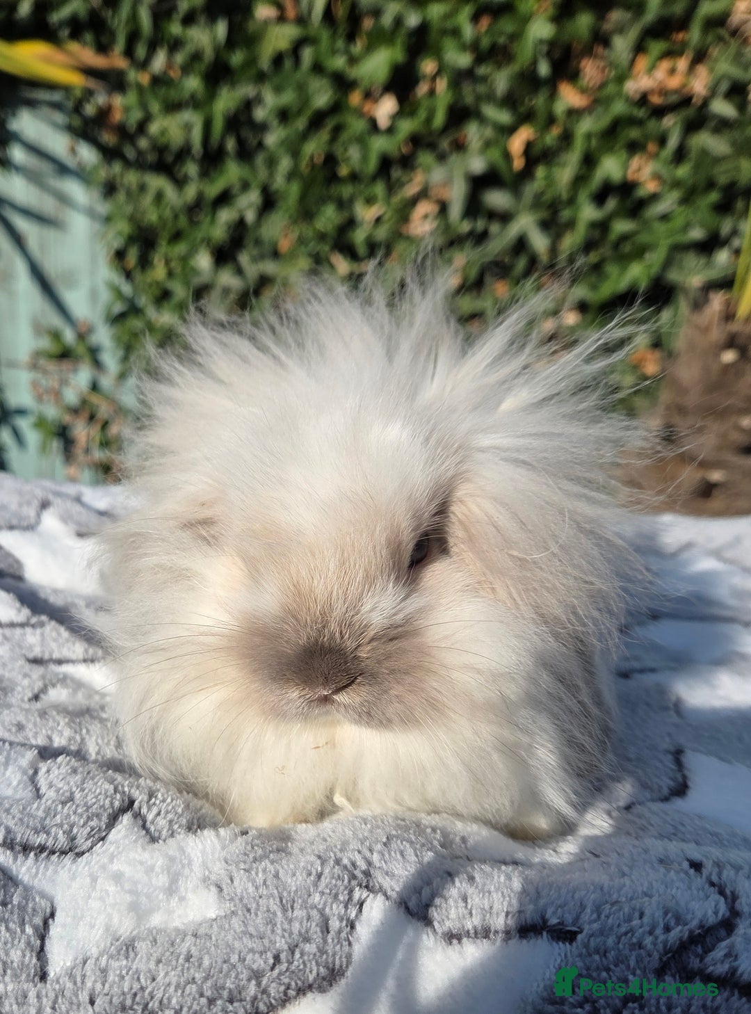 Mini Lion Lop rabbits for sale: Mini lop lops - Image 8