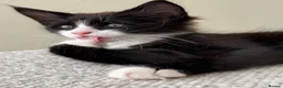 Mixed Breed cats for sale: Half Maine Coon Kittens - Beautiful Pair 🐾 - Advert 18