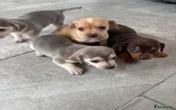 Chiweenie dogs for sale: CHIWEENIE PUPS READY 10TH NOVEMBER  - Image 30